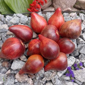 Огненая Комета Софии ( Вогняна Комета Софії )