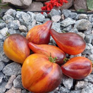 СЛАДКАЯ КАРАМЕЛЬ СОФИИ (Sweet Caramel Sofia)