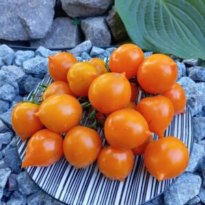 Micro Dwarf Lil`s peeps