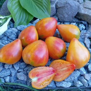 Рineapple strawberry (Ананасна суниця)