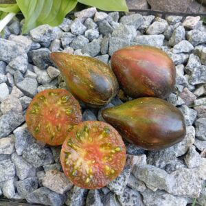 MALACHITE ELF ( МАЛАФІТОВИЙ ЕЛЬФ)