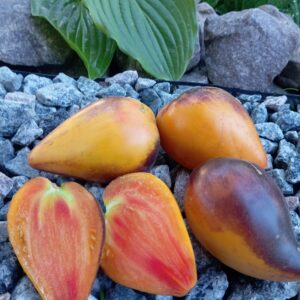 PINEAPPLE SERGEANT (АНАНАСНИЙ СЕРЖАНТ)