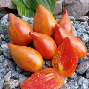 TEMPTATION OF SOPHIA (СПОКУСА СОФІЇ)