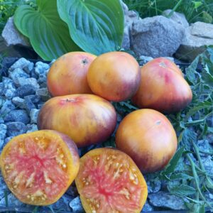 Misty Beauty (Туманна красуня)