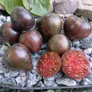 SALUTES TO VICTORIA (САЛЮТ ВІКТОРІЇ)