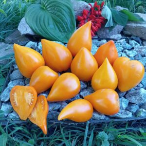 ZAILIYSKIY ALATAU YELLOW (ЗАІЛІЙСЬКИЙ АЛАТАУ ЖОВТИЙ)