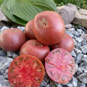 Jumbo purple (Гігантський пурпурний)