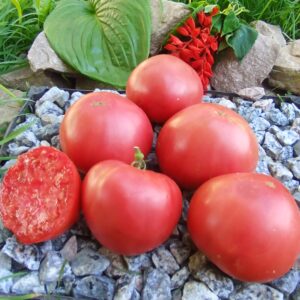 Dorothy's Big Mennonite (Великий меноніт Дороті)