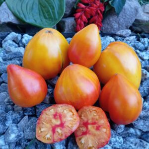 AMBER BARON (Янтарний барон)