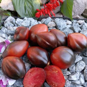 Sergeant Pepper's bronze spouts (БРОНЗОВІ НОСИКИ СЕРЖАНТА ПЕППЕРА)