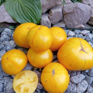 Jarson-18 ( Ярсон -18)