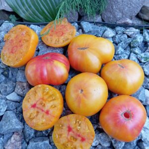 ROSELLA (РОЗЕЛЛА)