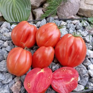 Italian Stallion (Італійський жеребець)