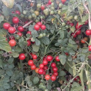 Томат Червона Ягода Іви ( Iva’s Red Berry)