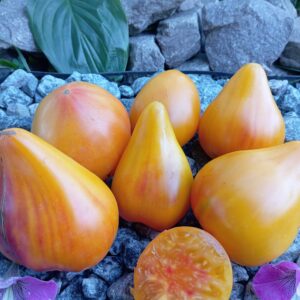 Your Majesty x Granna Winey Yellow - Pink( ВАША ВЕЛИЧНІСТЬ х БАБУШКИ ВИНЕЙ)