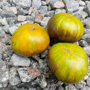 Dwarf Rebella (Гном Ребелла)