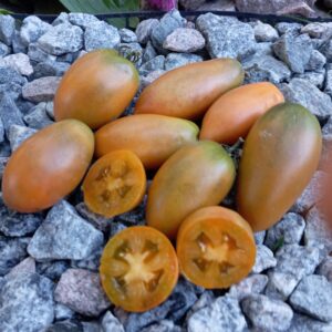 Dwarf Tiger Eye (Гном Око тигра)