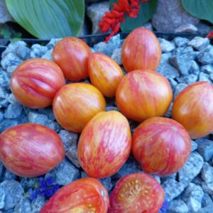 Kozula 141/3 (Козула 141/3)