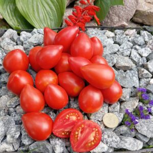 Стелла рожева