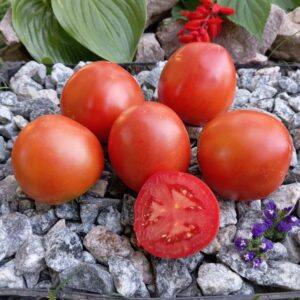 Мінусинський яблучний усипний