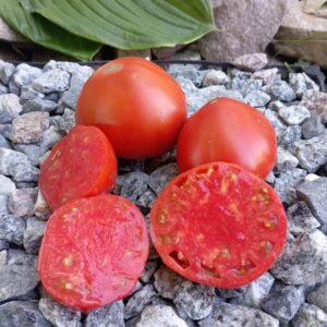 мінусінське яблуко