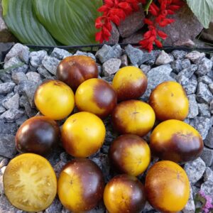 Dwarf Gondwana Moon ( ГНОМ ЛУНА ГОНДВАНА )