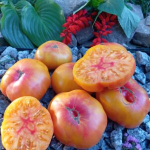 Dwarf Lucky Swirl (Карлик Зигзаг Удачі)