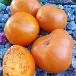 golden cat (Золотий кіт)