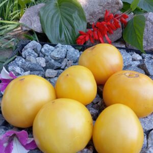 Мінусінське манго