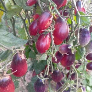 Казкова фея (Märchenfee), Німеччина