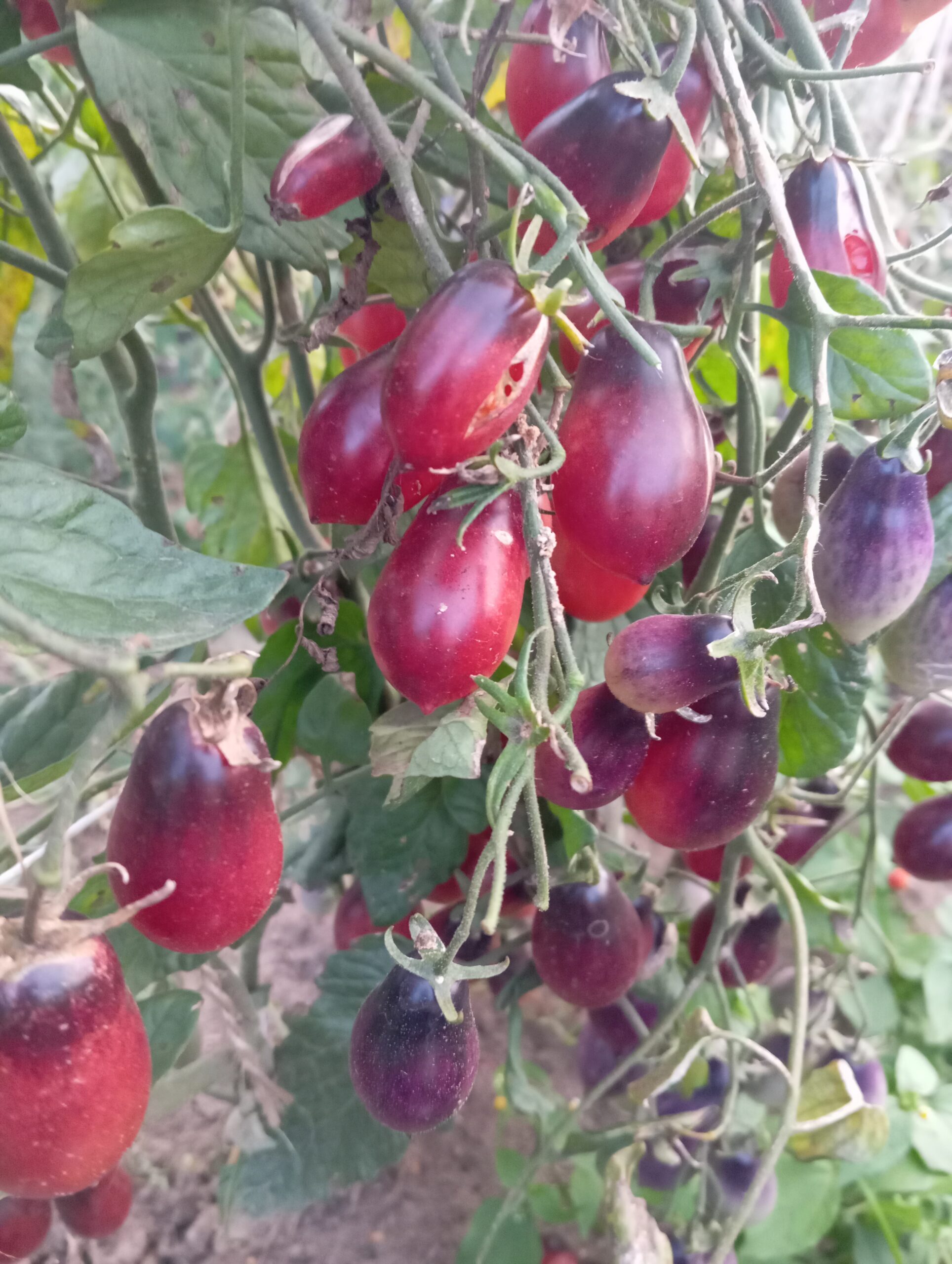 Казкова фея (Märchenfee), Німеччина