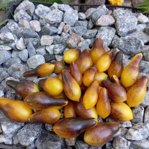 ІНДИГО ПІАР ДРОПС ЖОВТІ (INDIGO PEAR DROPS YELLOW)