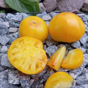 Dwarf Goldfinch (Гном Голдфінч)