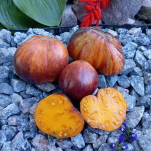 OCHRE VEIL (ОХРОВА ВУАЛЬ)