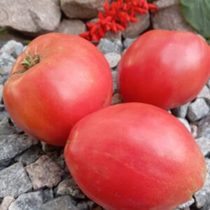 Inimi Giant de Tismana (Гігантське серце Тісмана)