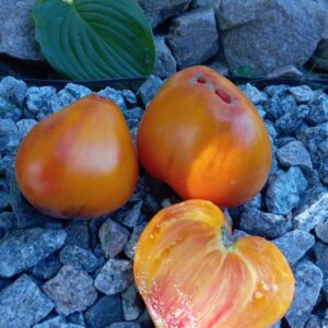 STRAWBERRY SARGANT PEPPER’S (ЗЕМЛЯНИКА СЕРЖАНТА ПЕППЕРА)