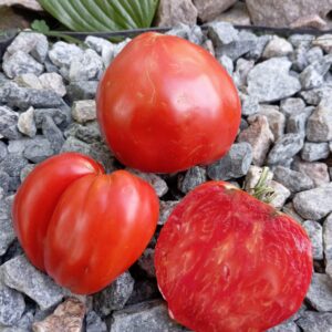 КИЗИЛ ТАУ, Казахстан