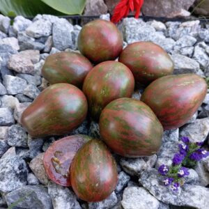 Dwarf Maritime bells (Гном Морські дзвоники)