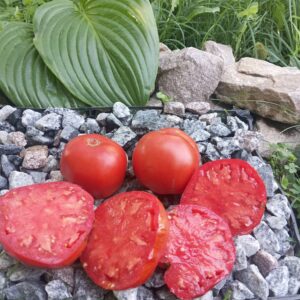 Frazier’s Gem (Самоцвіт Фрейзера/Джем Фрейзера)