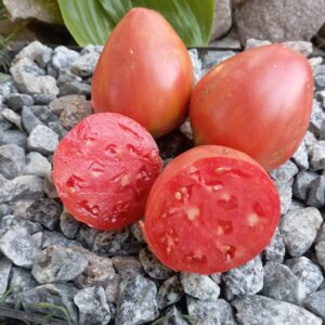 KOZULA-85 (КОЗУЛА-85)