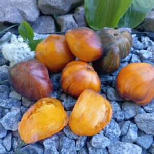 GINGER COMET SOFIA (РИЖА КОМЕТА СОФІЇ)