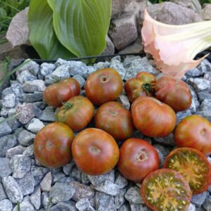 Dwarf Delta Diver red (Карлик Дельта Дівер Червоний)