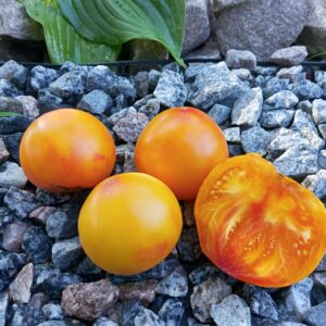 KOZULA-197 (Козуля-197)