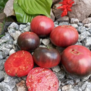 Sofia's purple apple (Фіолетове яблуко Софії)