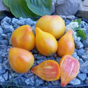 ORANGE MANGO (АПЕЛЬСИНОВЕ МАНГО)