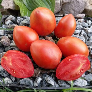 Мінусинські бички