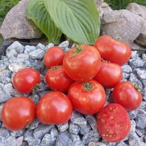 Олена  (Оленка)