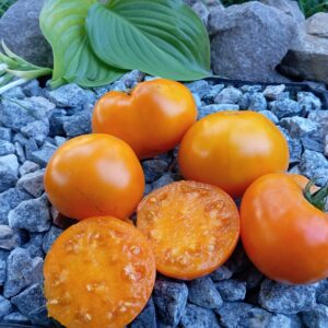 Мінусінський помаранчевий гігант