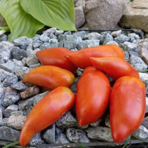 Cuore de Bob (Серце Боба)