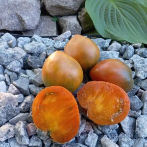 Dwarf Heart Ochre (Гном Сердце Охри)